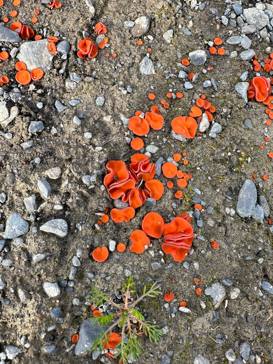 Vivid orange cup fungi growing among river stones on Alaskan gravel