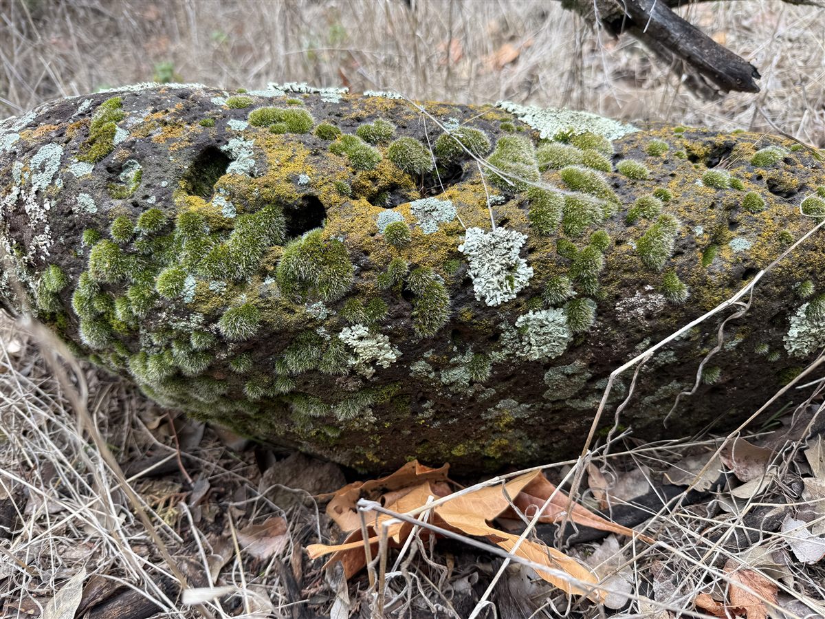 A boulder covered in green moss cushions, pale lichen, and golden growth