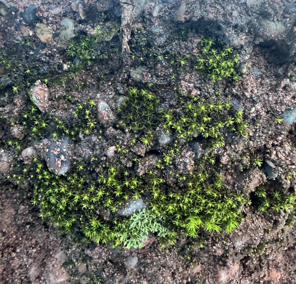 Bright green moss growing over stone in Alaska