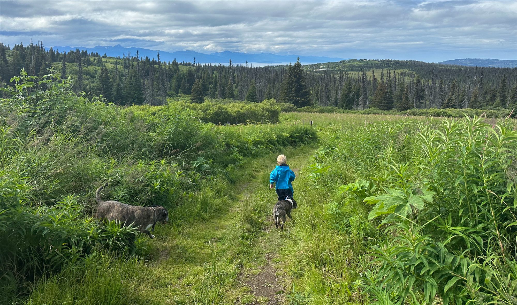 A grassy trail winding through tall fireweed toward spruce forest, mountains, and open water at Diamond Ridge in Homer, Alaska